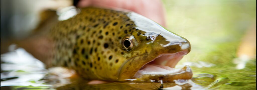 fly fishing tour yosemite