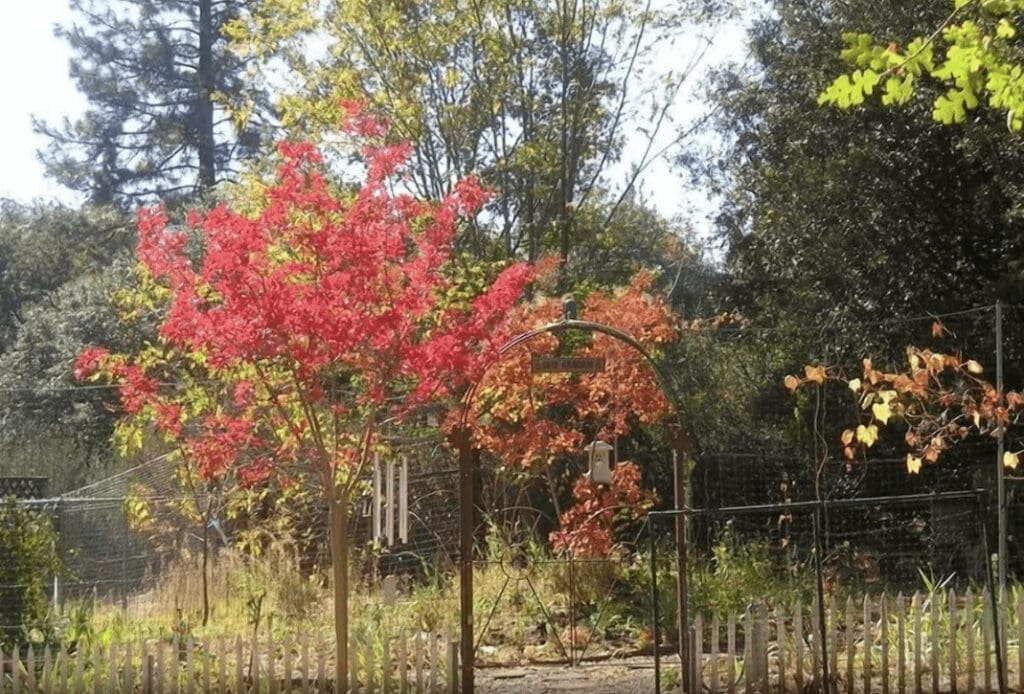 view of gardens