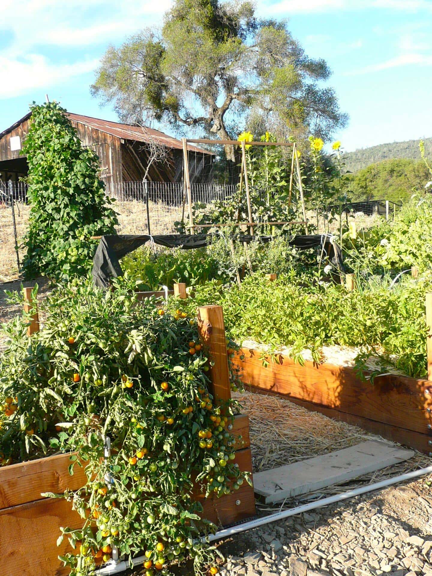 Mariposa Farmhouse Bed & Breakfast Discover Yosemite National Park