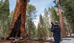 Photographer taking a picture of the Grizzly Giant sequoia tree