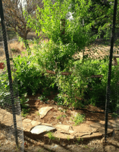 herb garden