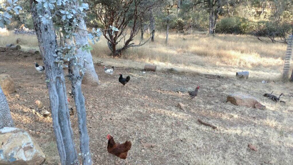 free range chickens