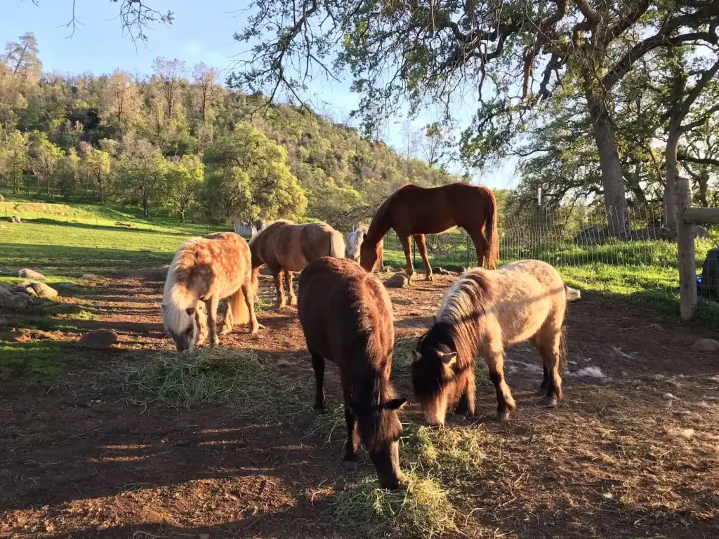 miniature horses grazing on the property