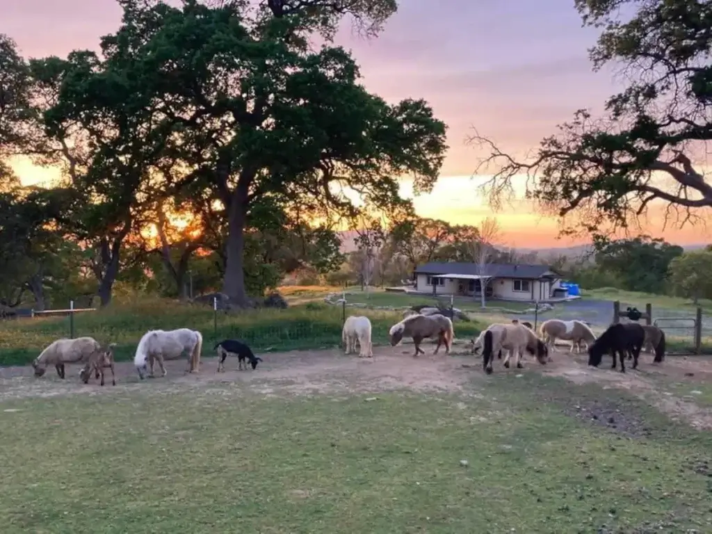 Mini horses with guest home below.