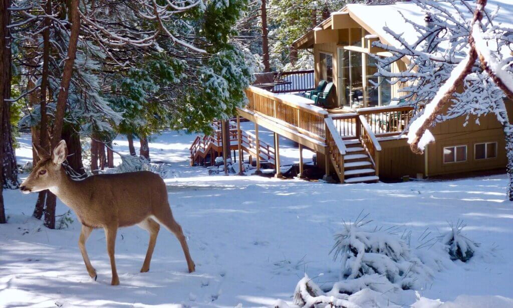 snow scene of exterior with a deer