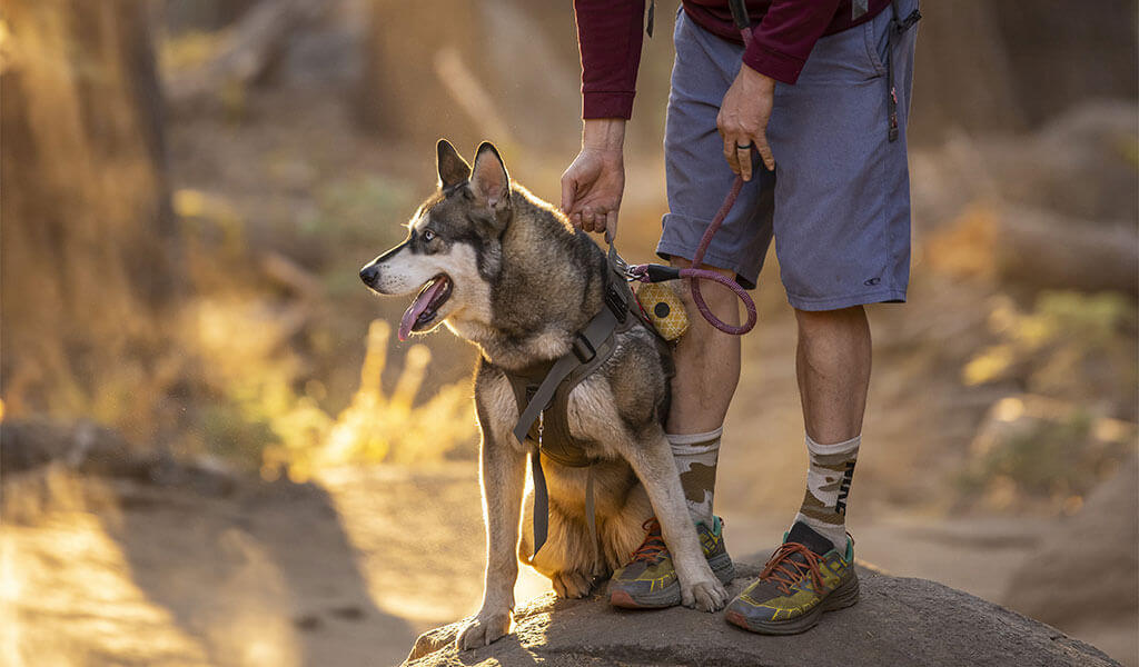 Dog hiking with her human