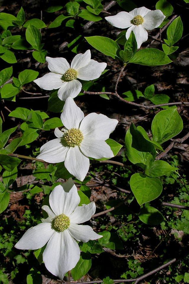 Dogwood tree blossoms