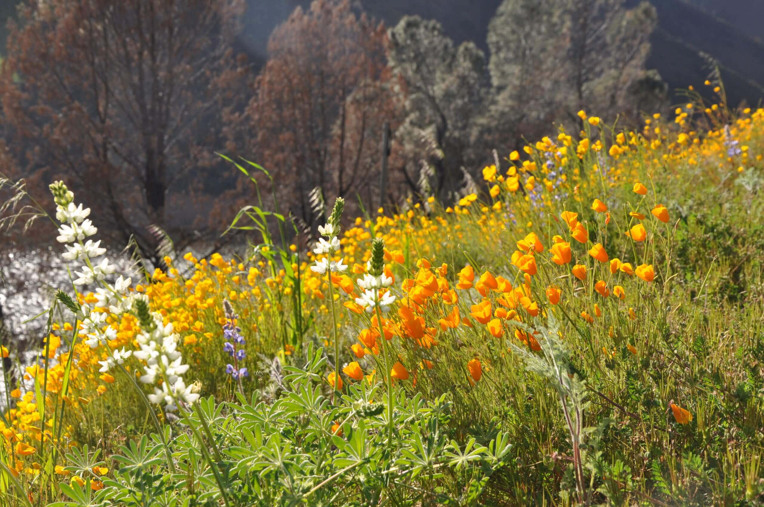 Wildflowers at McClure Point