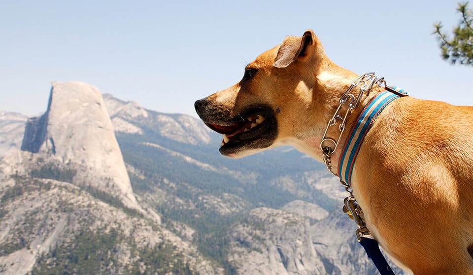 Dog with Half Dome in the background in Yosemite National Park