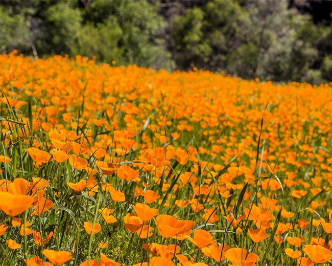 Field of orange wilflowers - california poppies