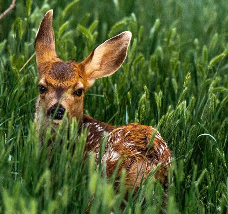 fawn in the grass