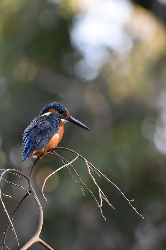 kingfisher