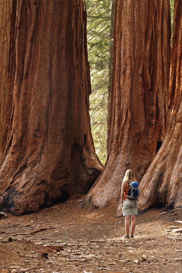 Woman standing below giant sequoia trees