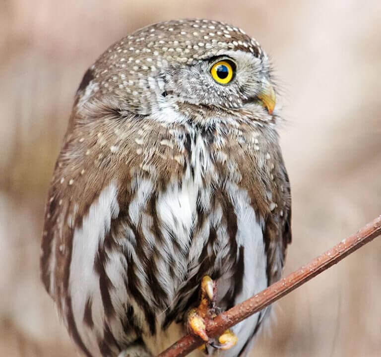 Northern pygmy owl