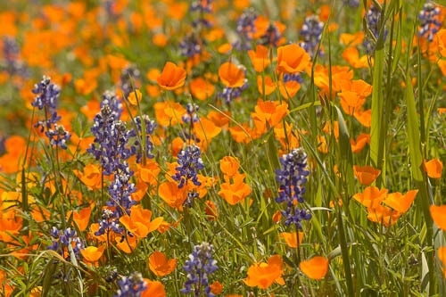 Yosemite wildflowers in spring - poppies and lupines