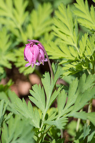 Pink bleeding heart flowers