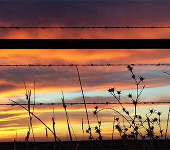 Thistles at sunrise - Mariposa County