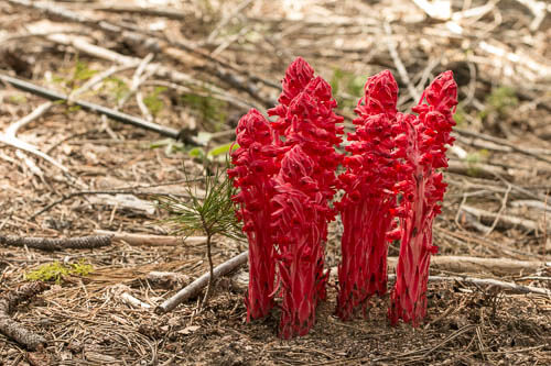 Snow plants