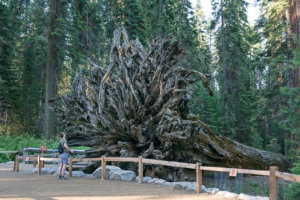 Fallen Monarch in the Mariposa Grove of Giant Sequoias