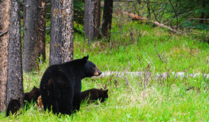 Yosemite black bear and cubs