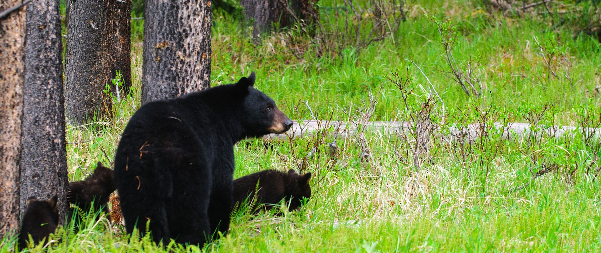 Black Bear