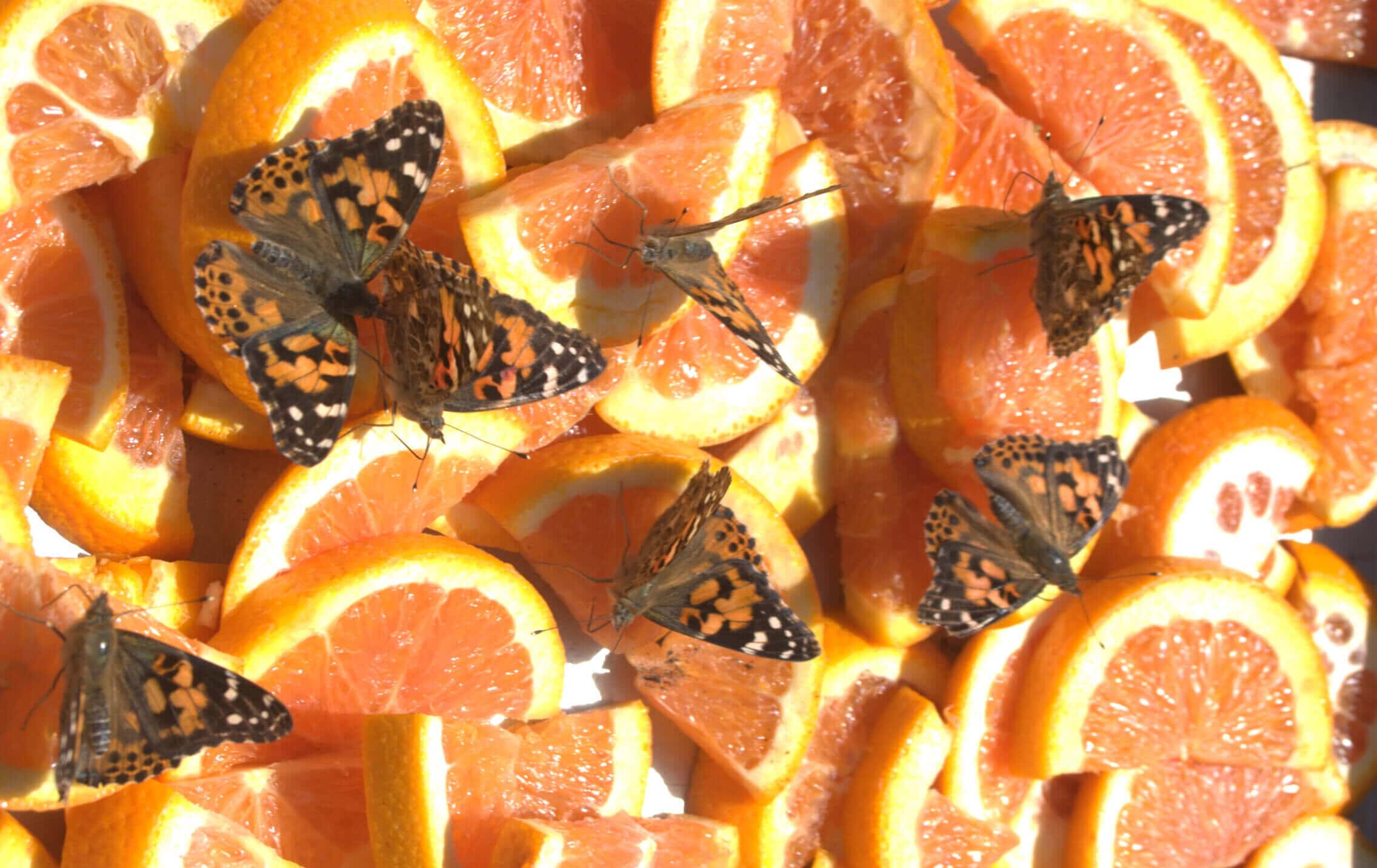 mariposa festival