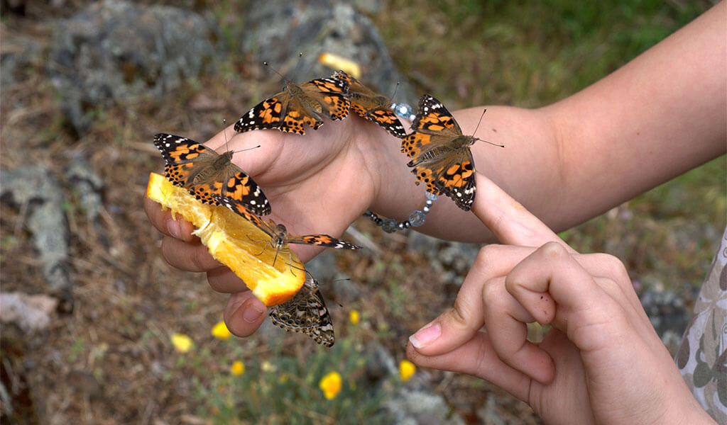 Celebrate butterflies at the Mariposa Butterfly Festival