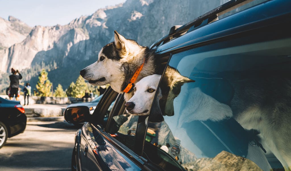 Dog-Friendly Yosemite Itinerary