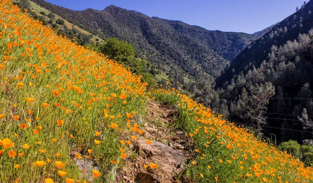 Poppies growing by the Hite Cove Trail