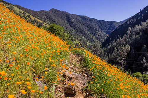 Wildflowers along the Hites Cove trail