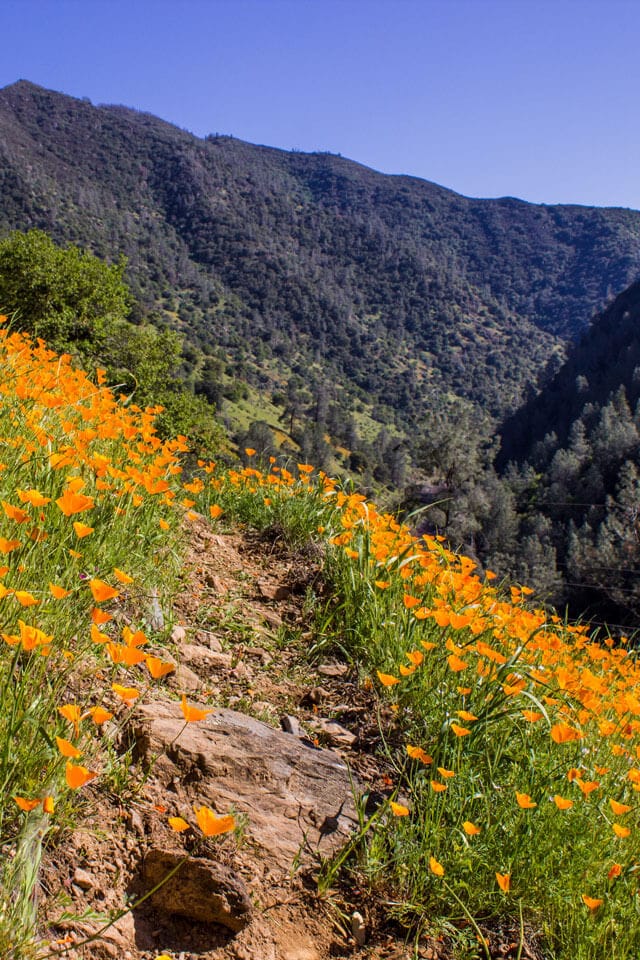 Hite Cove trail in spring with poppies