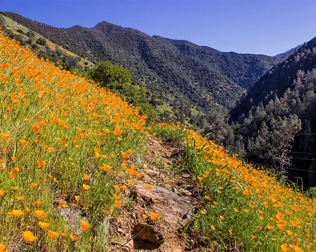 California poppies line the Hite Cove Trail