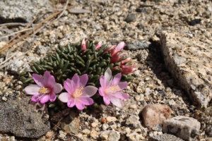 Threatened flowers, Yosemite Bitteroot