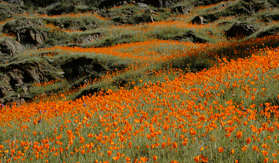 Mariposa poppies