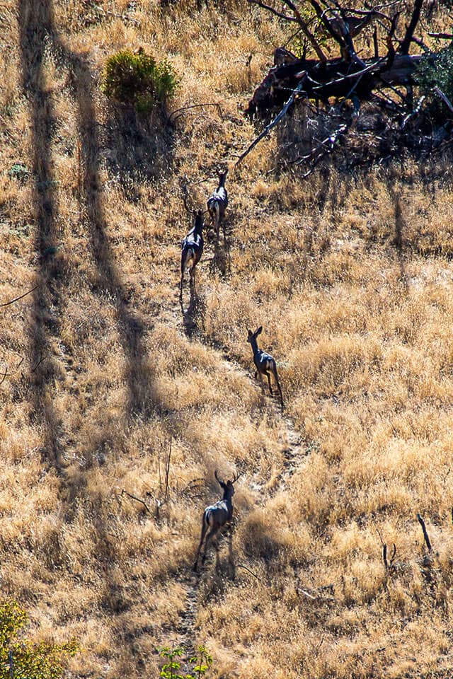 Mule deer near Foresta