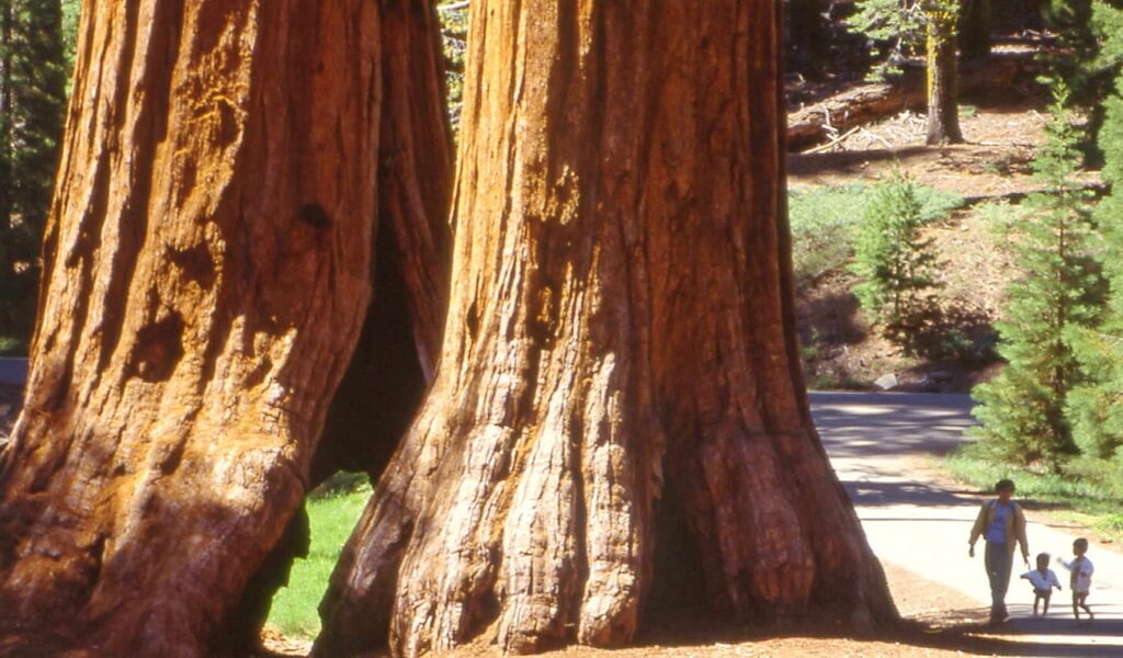 Family walking among the sequoia trees of the Mariposa Grove (K. Karst photo)