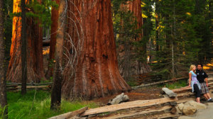 A Couple In Front Of A Giant Sequoia Tree In The Mariposa Grove