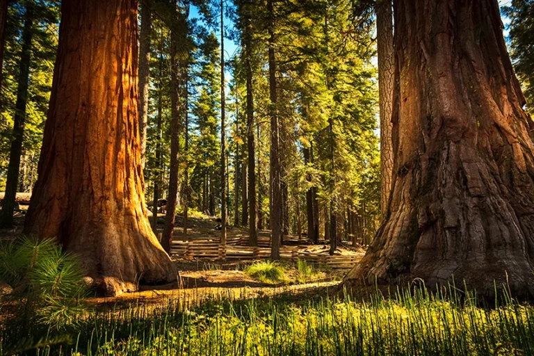 Mariposa Grove Sequoias