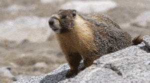 Marmot in Yosemite