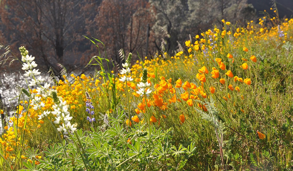 A bouquet of wildflowers at McClure Point