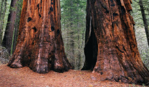 Giant sequoias in the Merced Grove