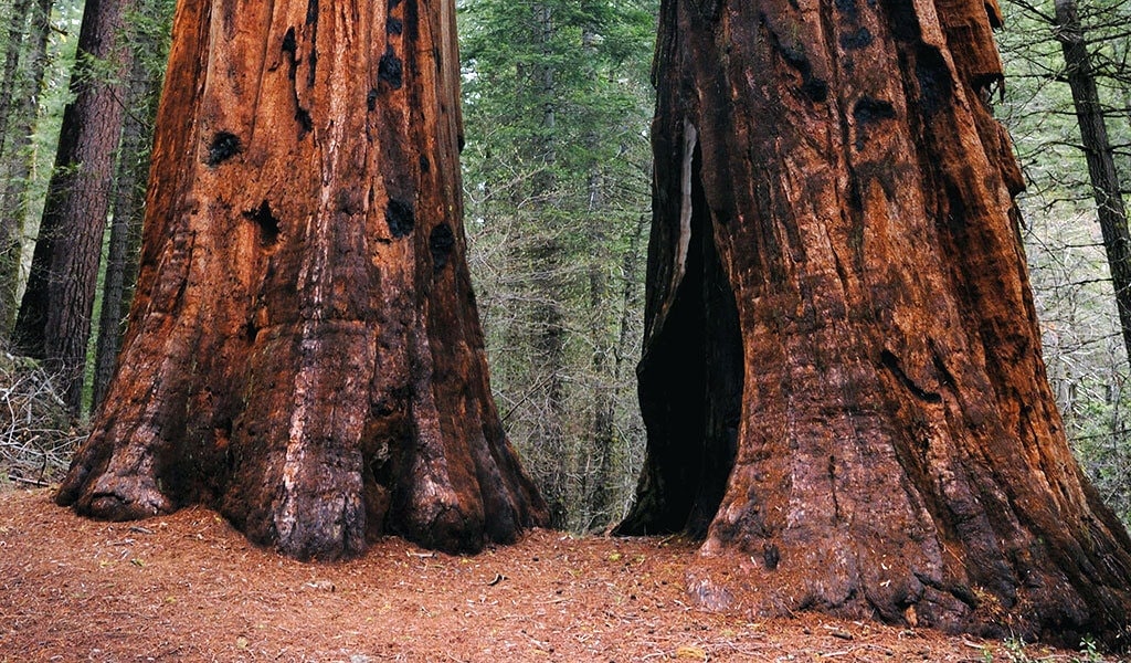 Giant sequoias in the Merced Grove