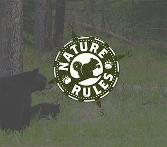 Nature Rules Black Bear