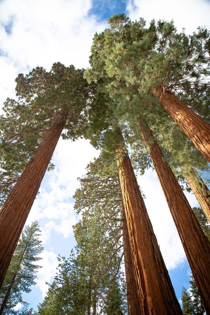 Sequoias landscape