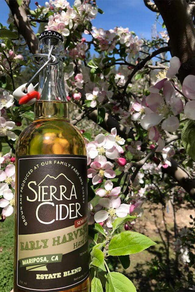 Bottle of Sierra Cider among apple blossoms