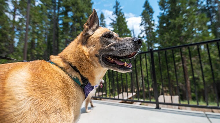 Dogs at Tenaya at Yosemite - a pet friendly resort.