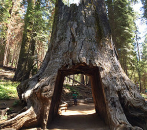 Tuolumne Grove Nature Trail