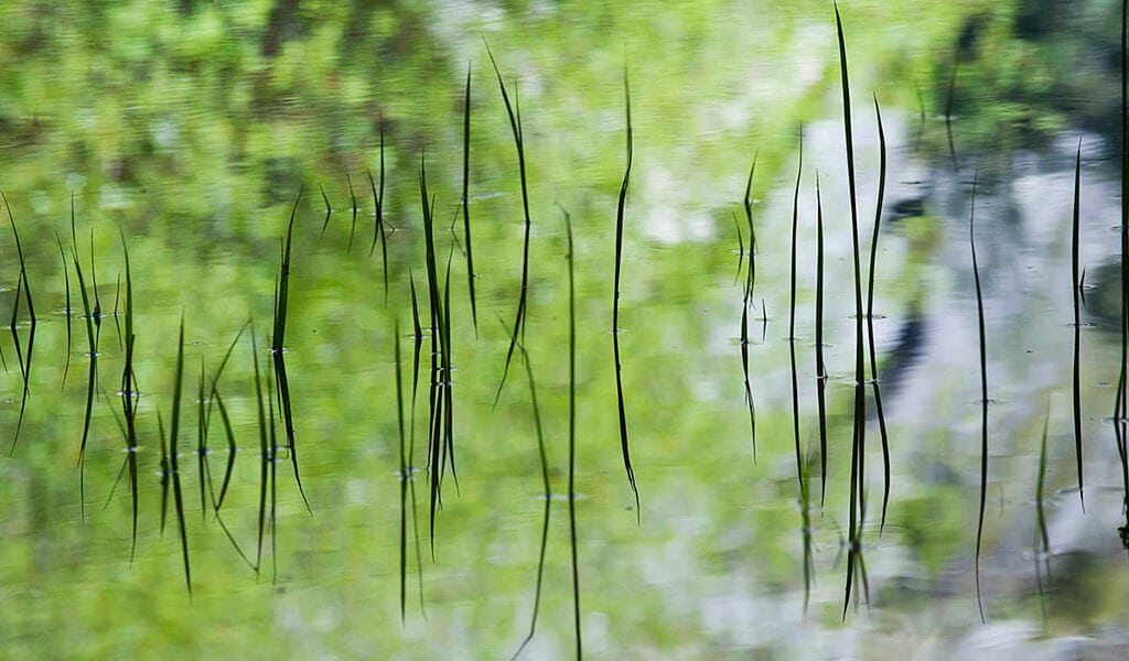 reflections of meadow grasses in mirror lake
