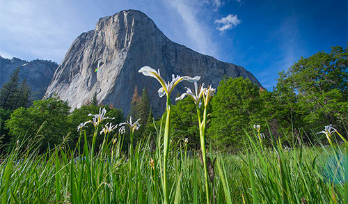 Sierra Irises in El Capitan Meadow