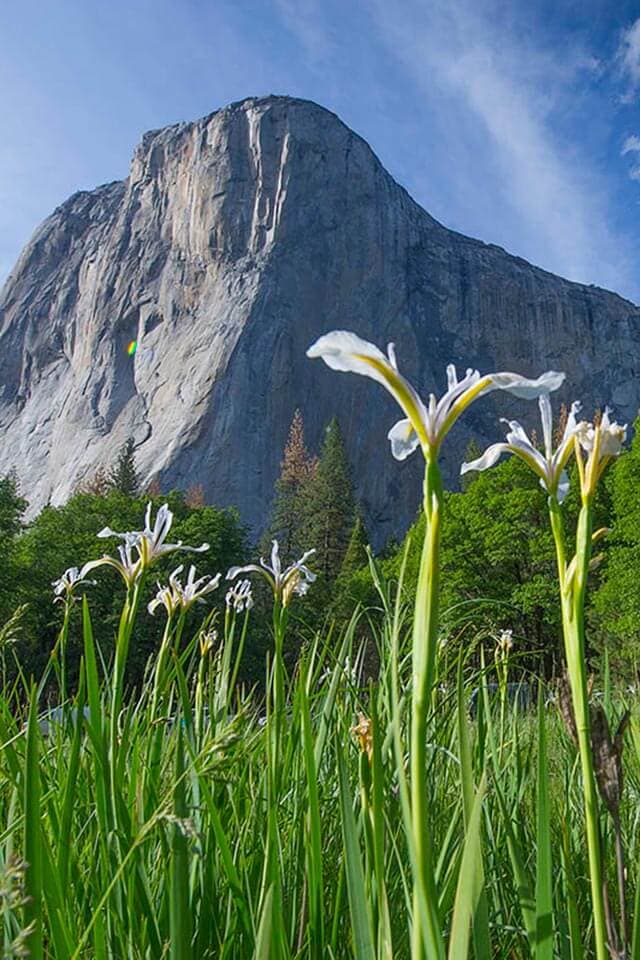 El Capitan with Irises in El Cap Meadow